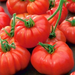 Plant de tomate Bio Marmande